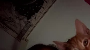 Recent Screenshot of  222kitty