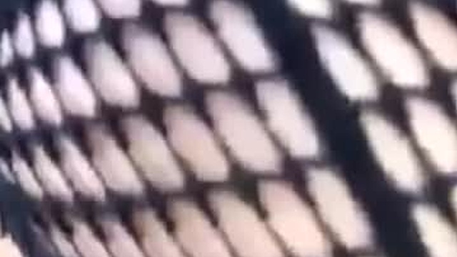 allbangzint