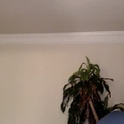 ashleystarxxx01's Profile Picture