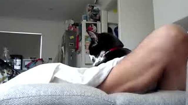 aussie_ozzie