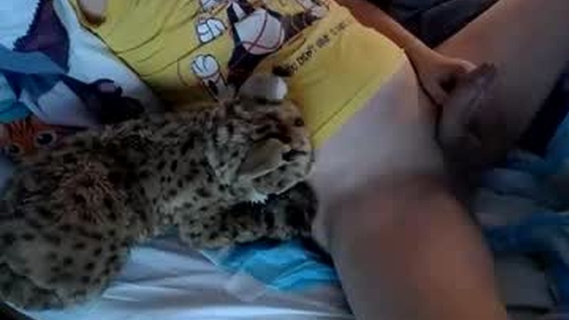 bobkitty