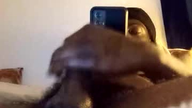 calvindadon