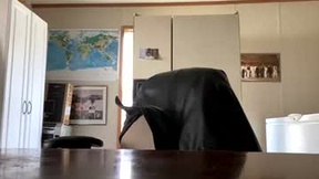 Foto de Pantalla Reciente de curvyplayday