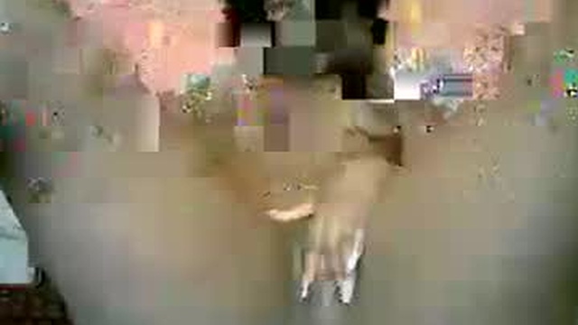 dtoxysex
