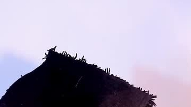 ebony__queen2
