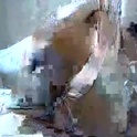 ebony_booby855260's Profile Picture