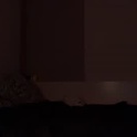 fistandfan's Profile Picture