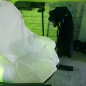 fraxxy's Profile Picture