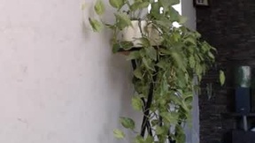 Recent Screenshot of  mollyforyou