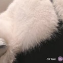 nakayamaa's Profile Picture