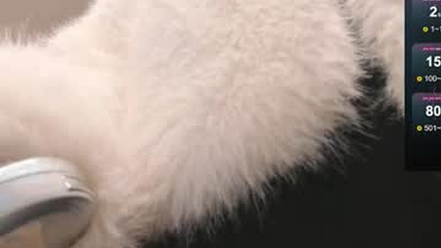 nakayamaa
