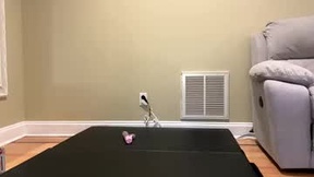 Recent Screenshot of  sexypiglet2728