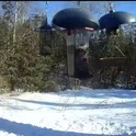 silverthorne928's Profile Picture