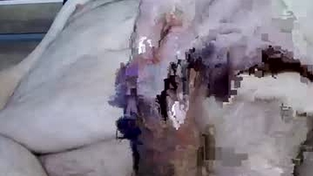 spyderdan