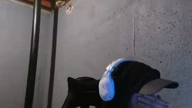 stonedpanda77