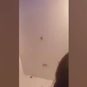 theesweetestshygrl1's Profile Picture